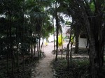 laguna_azul_forest_l.jpg